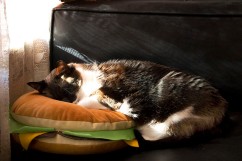 Kitty dreaming of cheezburgers.